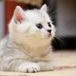 娱乐吃瓜酱猫咪,娱乐吃瓜酱猫咪的趣味日常