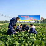 农业新闻,农业科技创新助力粮食安全与乡村振兴