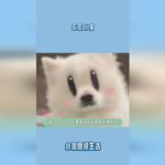 吃瓜娱乐小猫,小猫的吃瓜娱乐日记